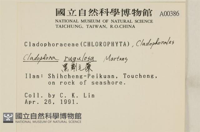 黑剛毛藻藏品圖，第2張