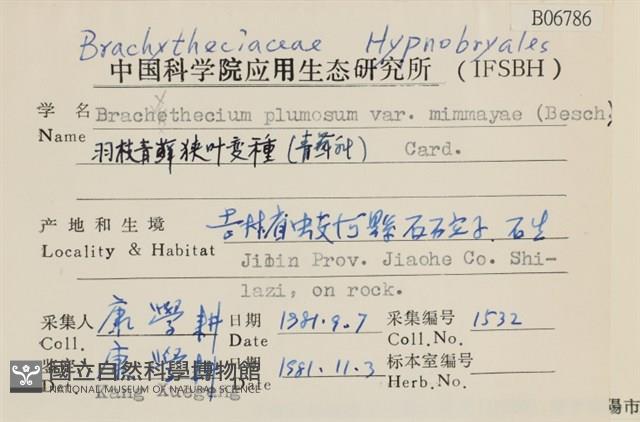 羽枝青蘚狹葉變種藏品圖，第2張