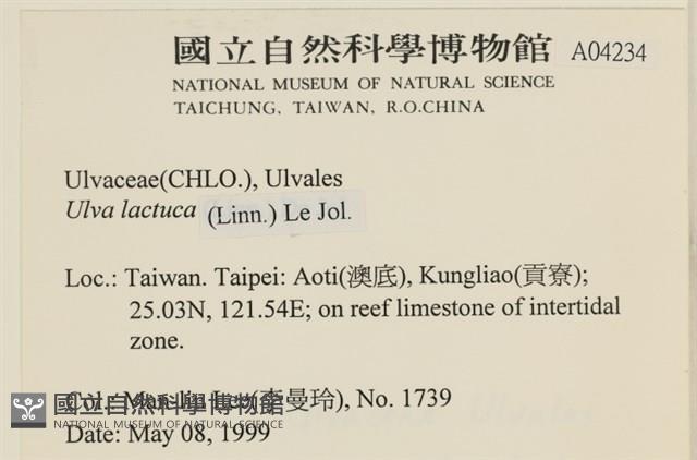 大石蓴, 石蓴藏品圖，第2張