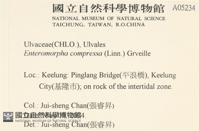 扁石髮藏品圖，第2張