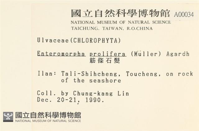 筋條石髮藏品圖，第2張