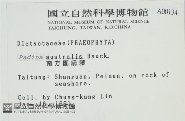 南方團扇藻藏品圖，第2張