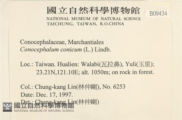 蛇苔藏品圖，第2張