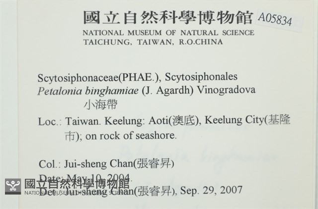 葉苔, 小海帶藏品圖，第2張