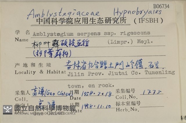 柳葉蘚碩枝亞種藏品圖，第2張