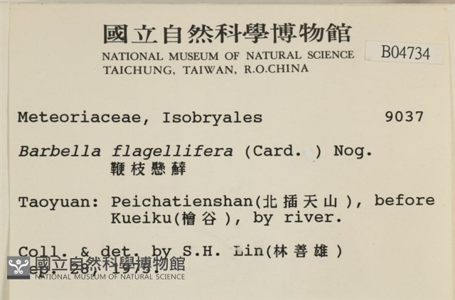 鞭枝懸蘚藏品圖，第2張