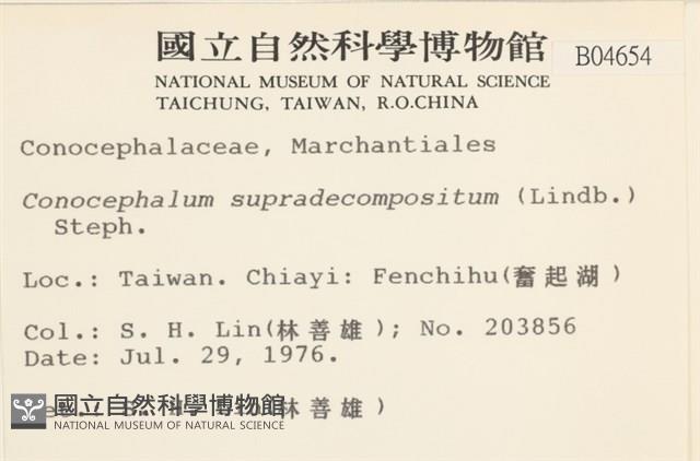 小蛇苔藏品圖，第2張