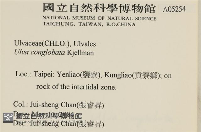 茶花石蓴, 牡丹菜藏品圖，第2張