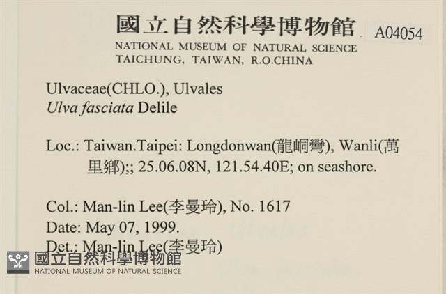 長片石蓴, 裂片石蓴藏品圖，第2張