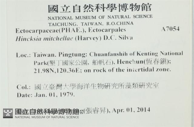 棲狀褐茸藻藏品圖，第2張