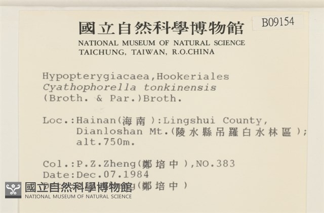 粗齒雉尾蘚藏品圖，第2張