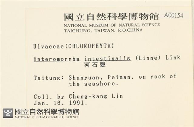 腸滸苔, 河石髮藏品圖，第2張