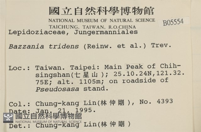 鞭苔,三裂鞭苔藏品圖，第2張