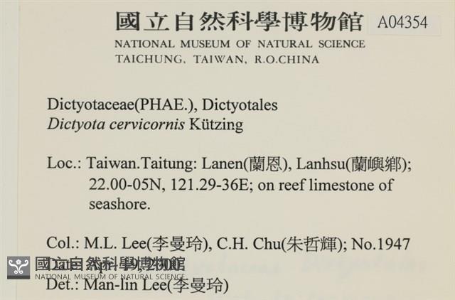 鹿角網地藻藏品圖，第2張