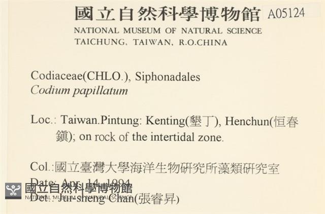 瘤狀水松, 瘤狀松藻藏品圖，第2張