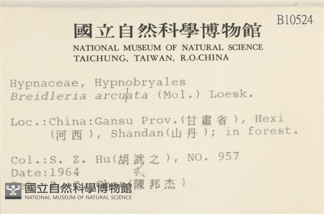 彎葉扁灰蘚藏品圖，第2張