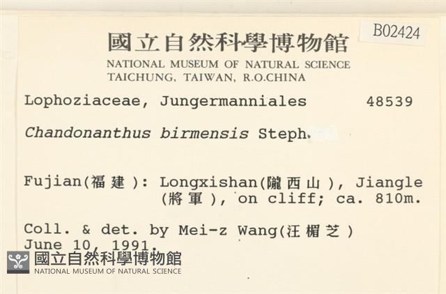 全緣廣萼苔藏品圖，第2張