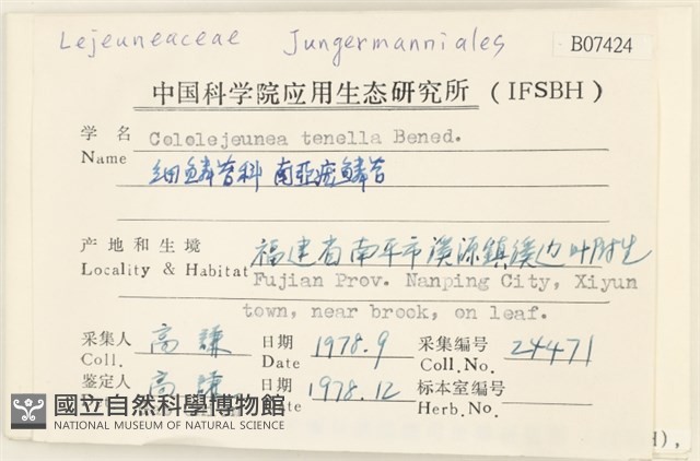南亞疣鱗苔藏品圖，第2張