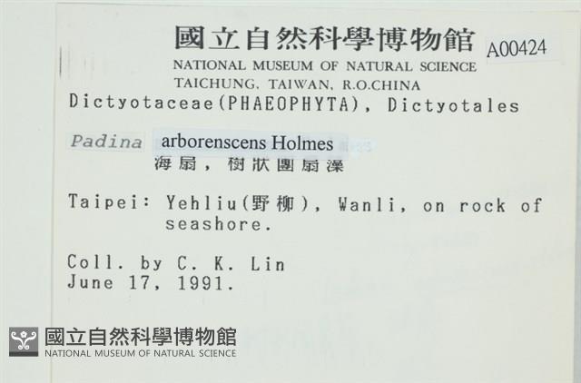 樹狀團扇藻藏品圖，第2張