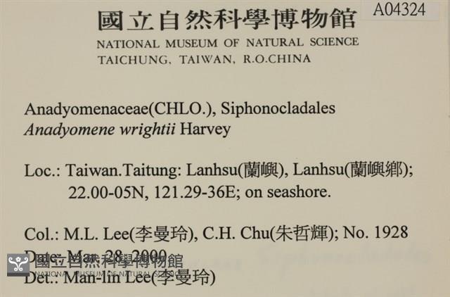 浮網藻, 肋葉藻藏品圖，第2張
