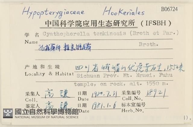 粗齒雉尾蘚藏品圖，第2張