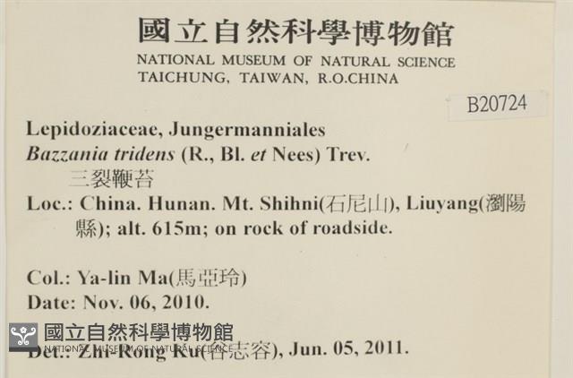 鞭苔,三裂鞭苔藏品圖，第2張