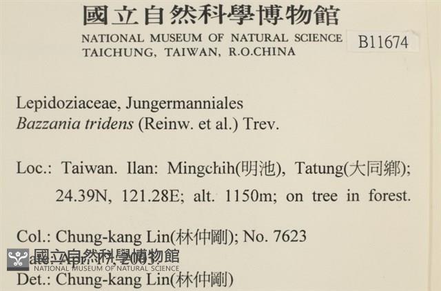 鞭苔,三裂鞭苔藏品圖，第2張