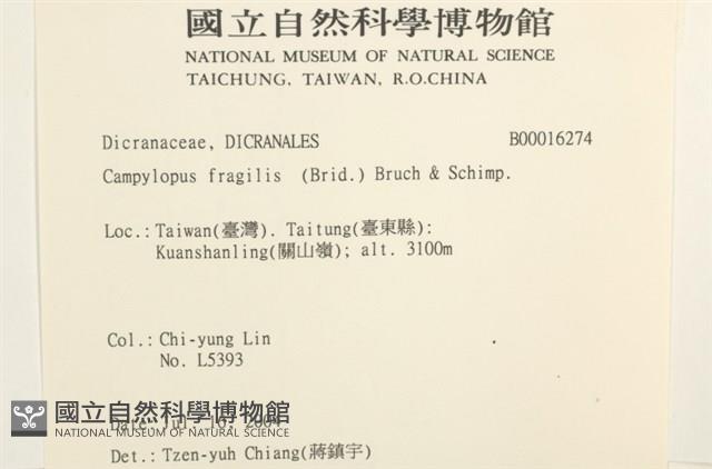 脆枝曲柄蘚藏品圖，第2張