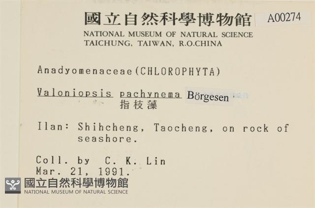 指枝藻藏品圖，第2張