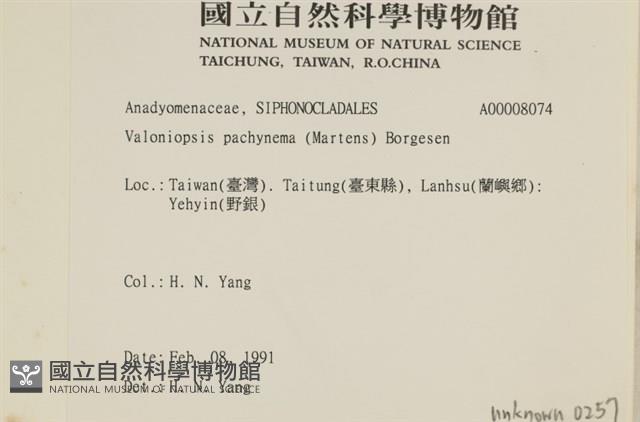 指枝藻藏品圖，第2張