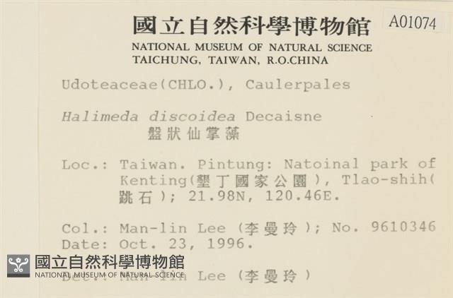 盤狀仙掌藻藏品圖，第2張