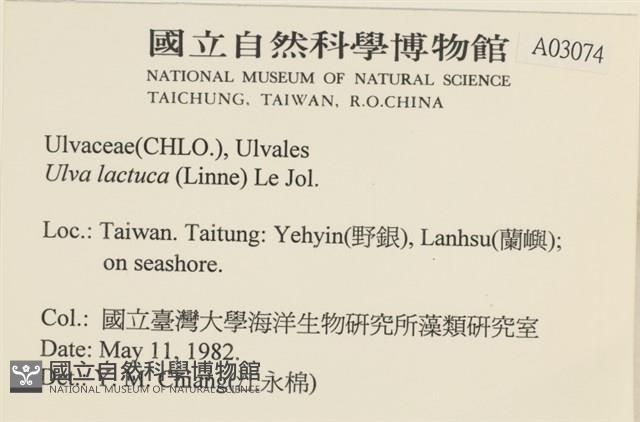 大石蓴, 石蓴藏品圖，第2張