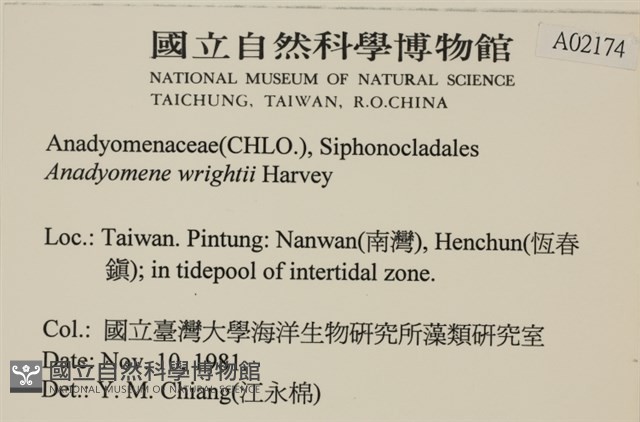 浮網藻, 肋葉藻藏品圖，第2張