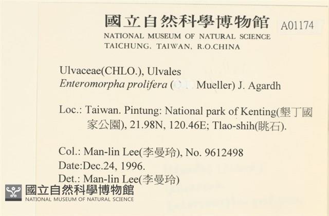 筋條石髮藏品圖，第2張