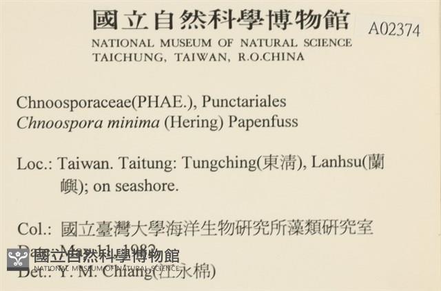 小毛孢藻, 小鹿角苔藏品圖，第2張