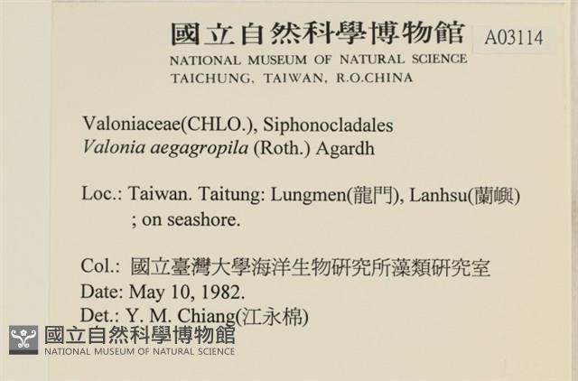 法囊藻藏品圖，第2張