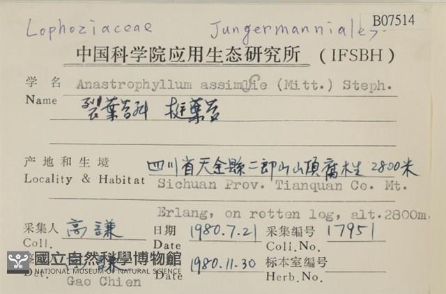 挺葉苔藏品圖，第2張