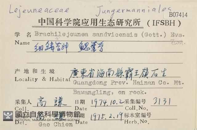 鰓葉苔藏品圖，第2張