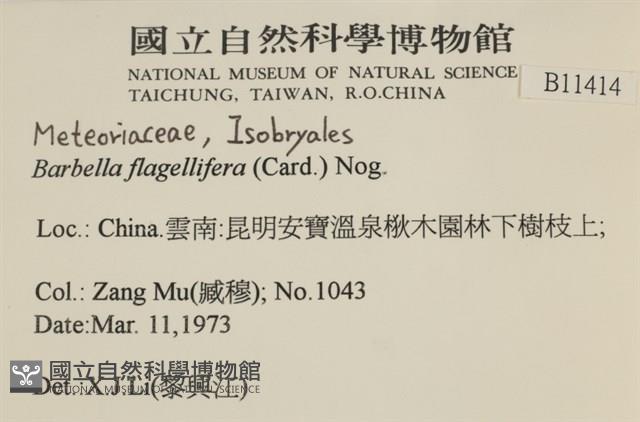 鞭枝懸蘚藏品圖，第2張