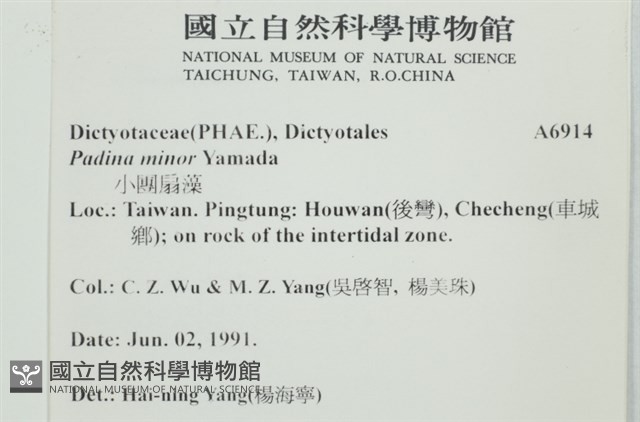 小團扇藻藏品圖，第2張