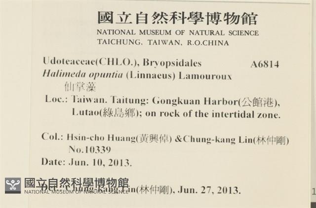 仙掌藻, 海仙人掌藏品圖，第2張