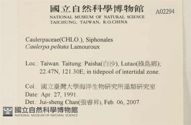 盾葉蕨藻藏品圖，第2張