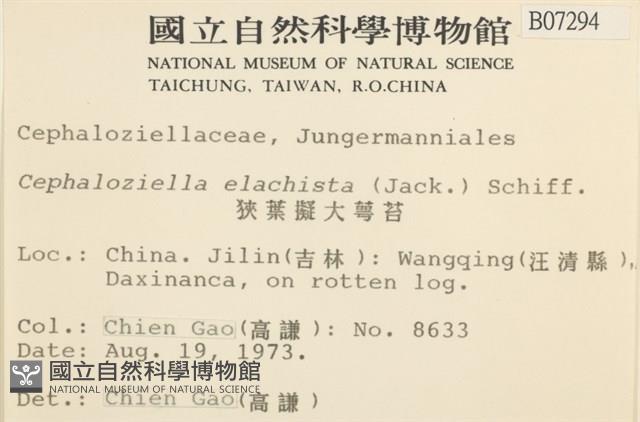 狹葉擬大萼苔藏品圖，第2張