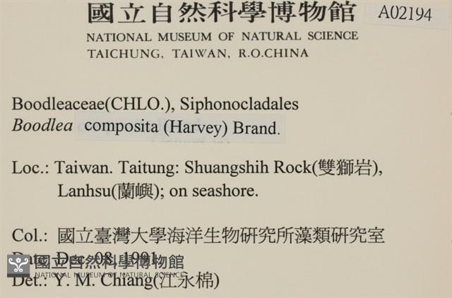 布氏藻藏品圖，第2張