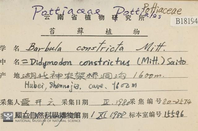 尖葉扭口蘚藏品圖，第2張