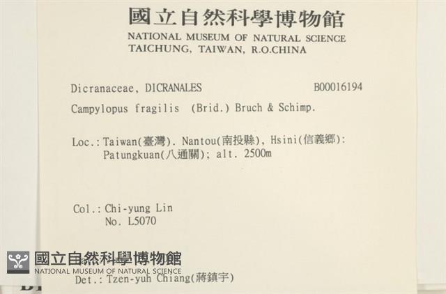 脆枝曲柄蘚藏品圖，第2張