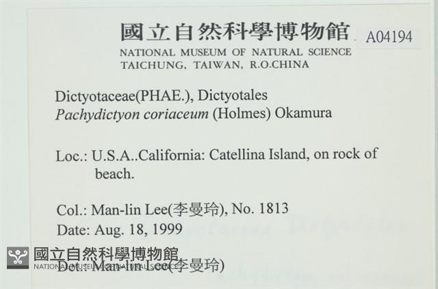 厚網目藻藏品圖，第2張