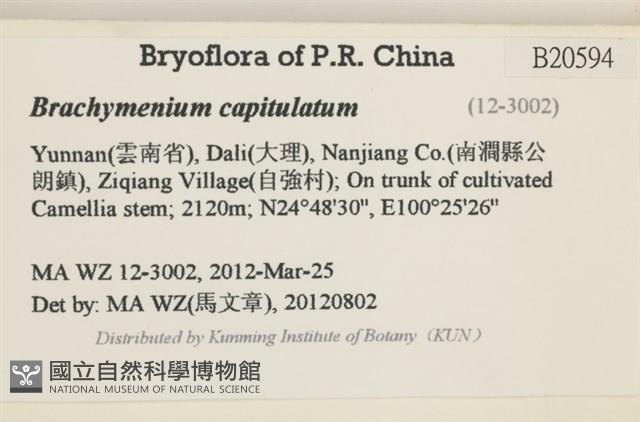 寬葉短月蘚藏品圖，第2張