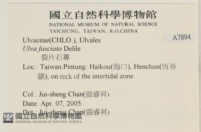 長片石蓴, 裂片石蓴藏品圖，第2張
