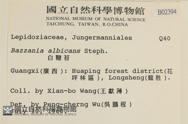 白鞭苔藏品圖，第2張